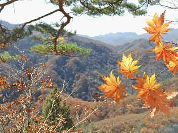 山东小麦今日最新价格及动态分析概述